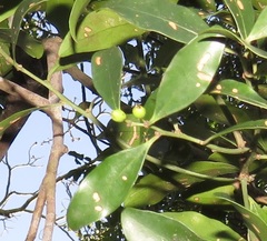 Robsonodendron eucleiforme