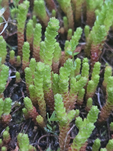 Aitrusis šilokas nuotrauka