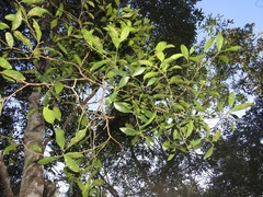 Robsonodendron eucleiforme