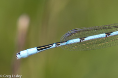 Enallagma durum