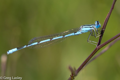 Enallagma durum