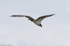 Pandion haliaetus
