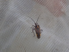 Horistus orientalis