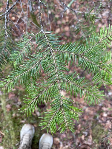 Hinggan fir (Abies nephrolepis)