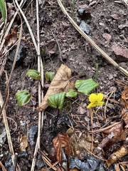 Viola orientalis, photograph (c) Tatyana Petrenko, some rights reserved (CC BY)