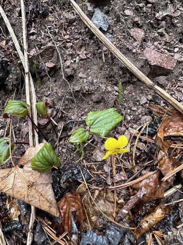 Viola orientalis, photograph 5
