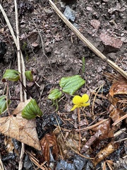 Viola orientalis, photograph (c) Tatyana Petrenko, some rights reserved (CC BY)