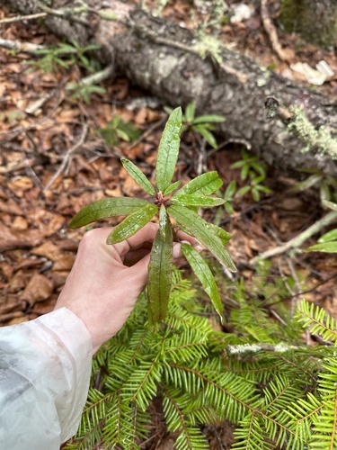Rhododendron hypoleucum