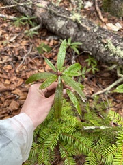 Rhododendron hypoleucum