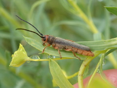 Oberea erythrocephala