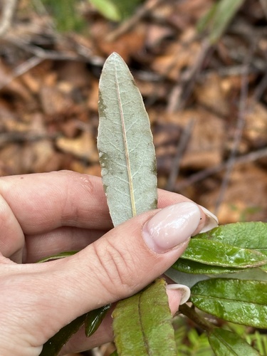 Rhododendron hypoleucum, photograph 1