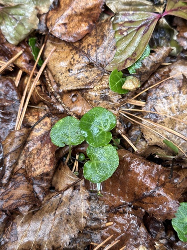 Kidney-leaf wintergreen (Pyrola renifolia)