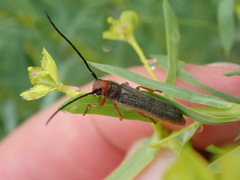 Oberea erythrocephala