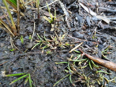 Eleocharis flavescens