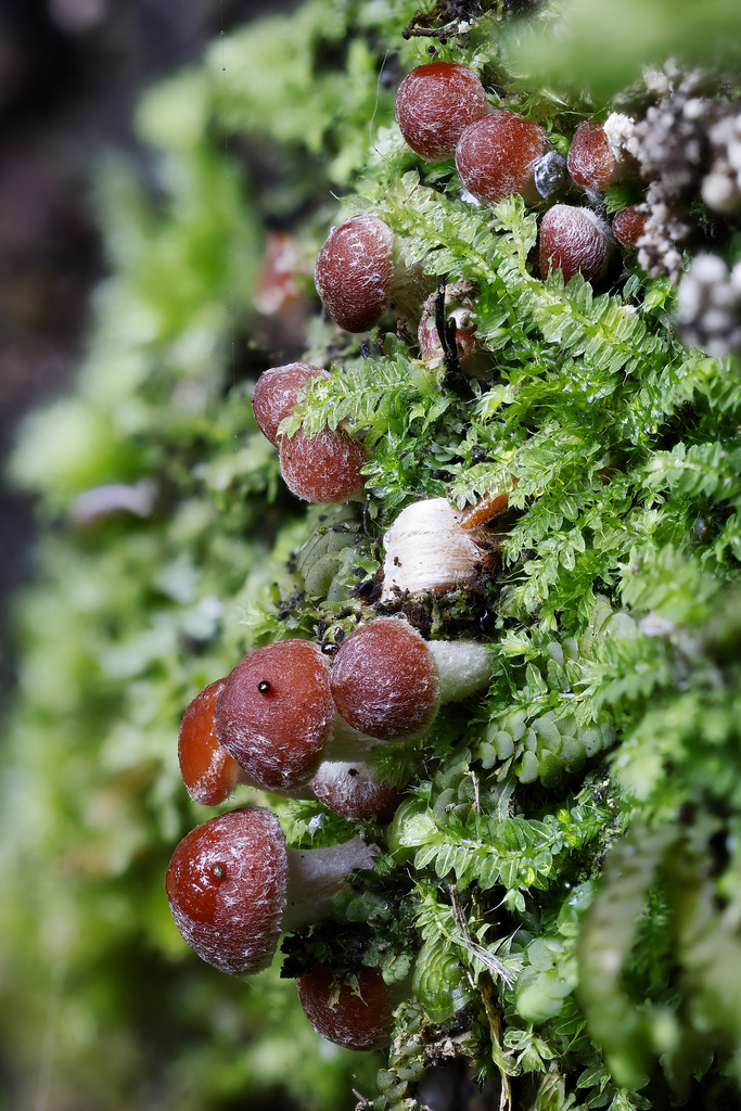 Hypholoma australianum · May 2025 · photo: © mstirling (iNaturalist, cc-by)