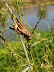 Melanoplus marginatus