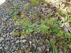 Potentilla inclinata