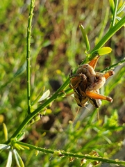 Melanoplus marginatus