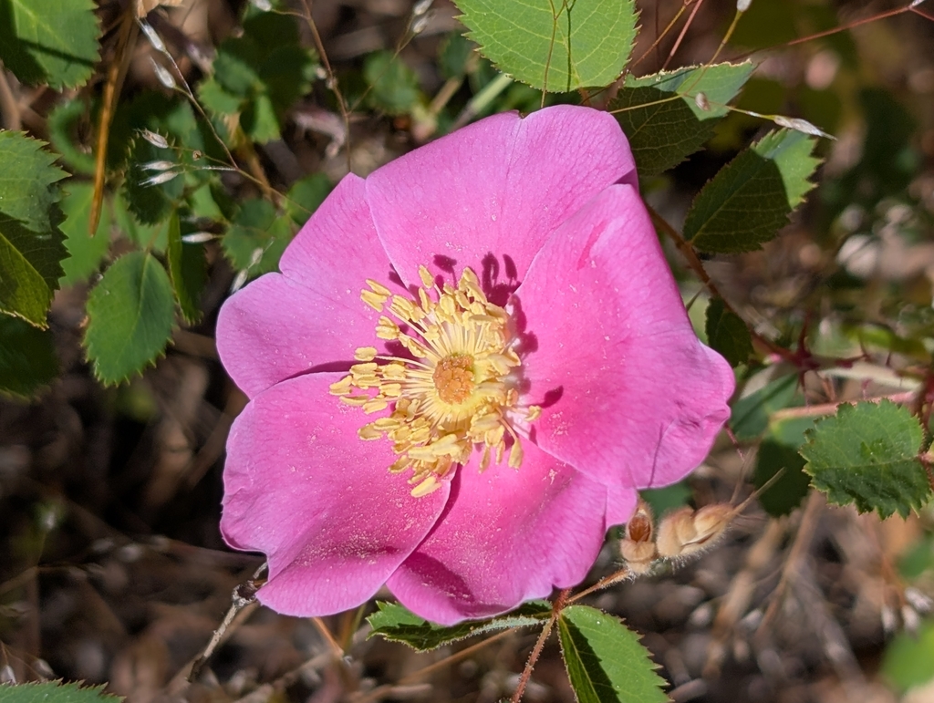 Rosa spithamea; photograph (c) Ken-ichi Ueda, some rights reserved (CC BY)