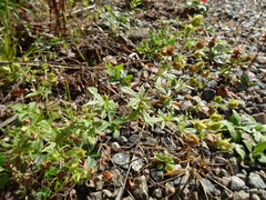 Potentilla inclinata