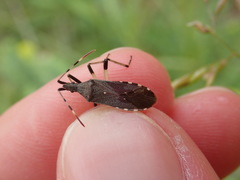 Dicranocephalus albipes