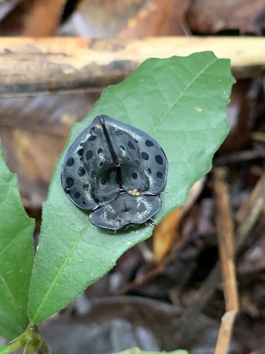 Mesomphalia variolaris
