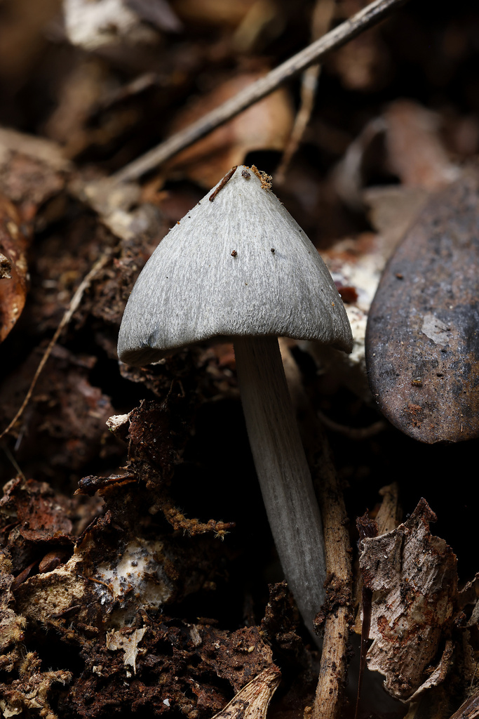 Entoloma canoconicum · May 2025 · photo: © mstirling (iNaturalist, cc-by)
