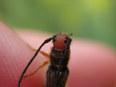 Oberea erythrocephala