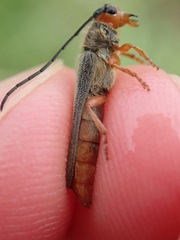Oberea erythrocephala