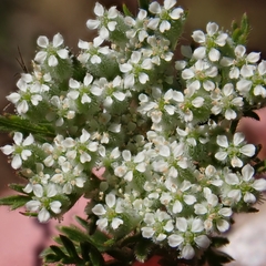 Daucus pusillus