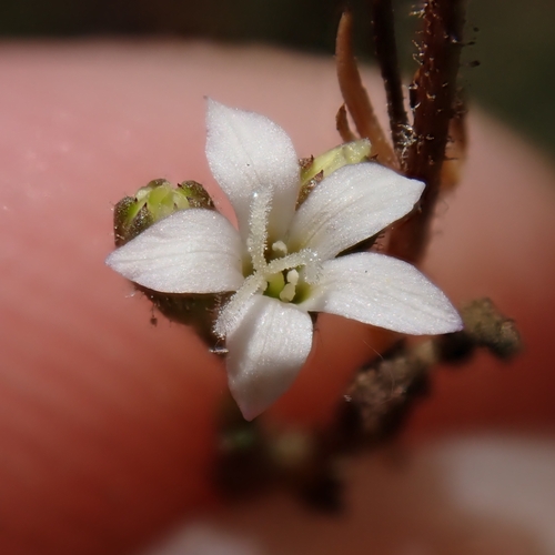 Chaparral gilia (Gilia angelensis)