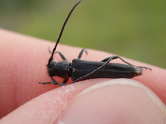 Phytoecia caerulescens