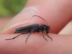 Phytoecia caerulescens