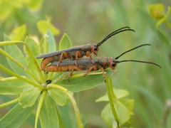 Oberea erythrocephala