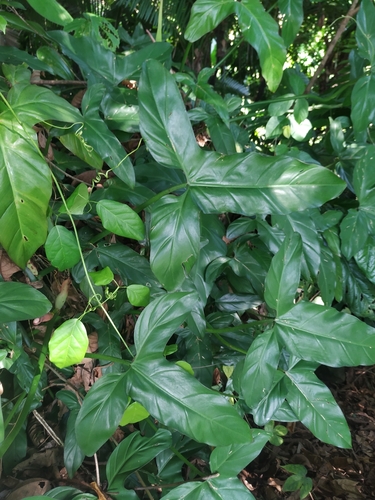 Philodendron barrosoanum, photograph 3