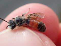 Andrena labiata
