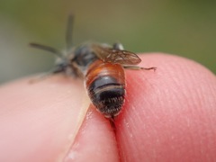 Andrena labiata
