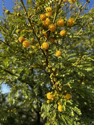 Sweet Thorn