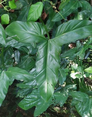 Philodendron barrosoanum, photograph 4