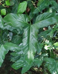 (c) Laurimar Sepulveda, some rights reserved (CC BY) Philodendron barrosoanum, photograph (c) Laurimar Sepulveda, some rights reserved (CC BY)