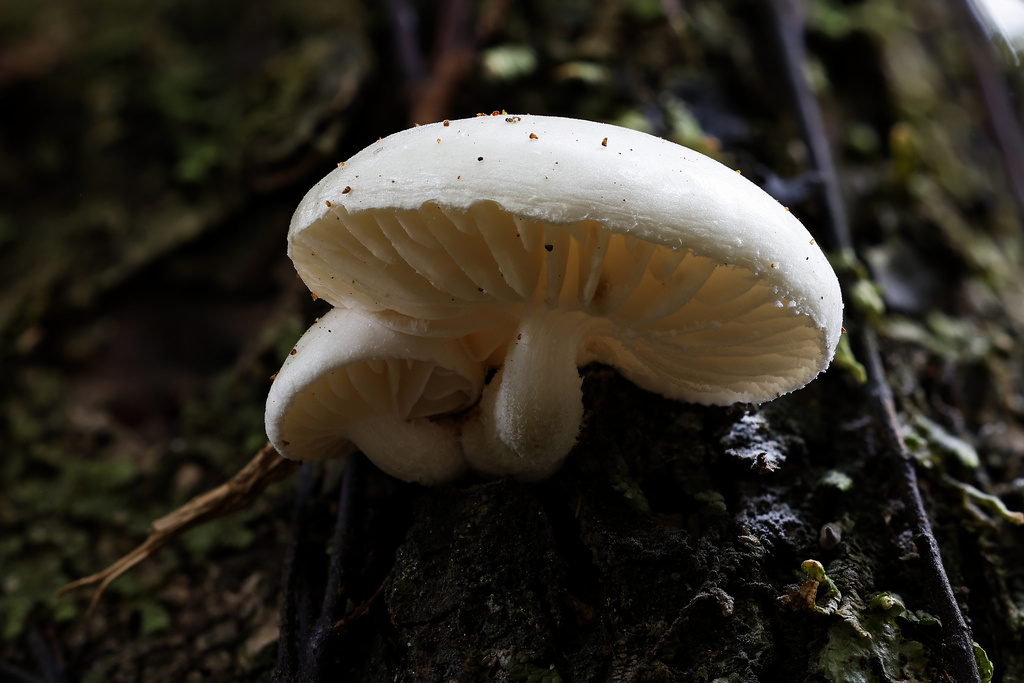 Oudemansiella australis · May 2025 · photo: © mstirling (iNaturalist, cc-by)