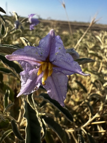 silverleaf nightshade