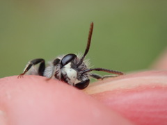 Andrena labiata