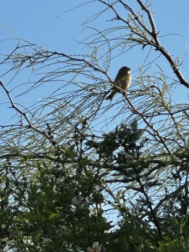 Corn Bunting