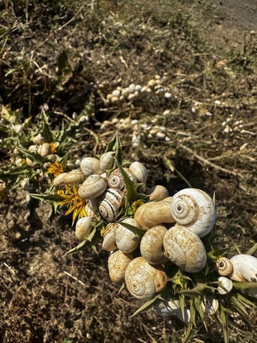White Italian Snail