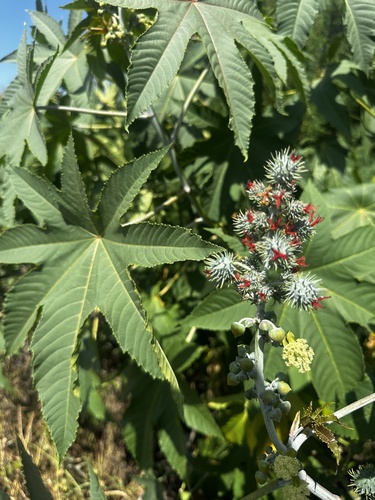 castor bean