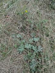 Potentilla inclinata