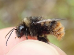 Bombus ruderarius