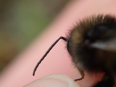 Bombus ruderarius