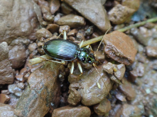 Pale-legged Gazelle Beetle photo 2